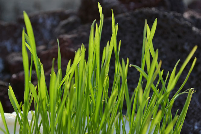 What Is Wheatgrass and Why Is It Beneficial For Health?