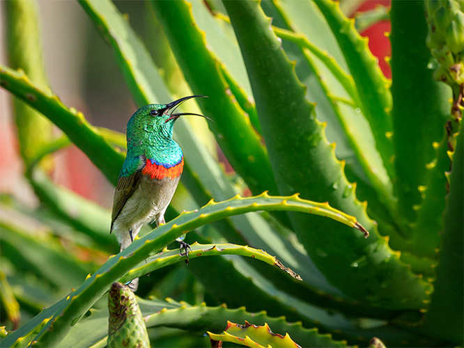 Understanding the Benefits of Aloe Vera